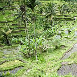 Ubud