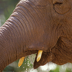 Elephant Safari Ride